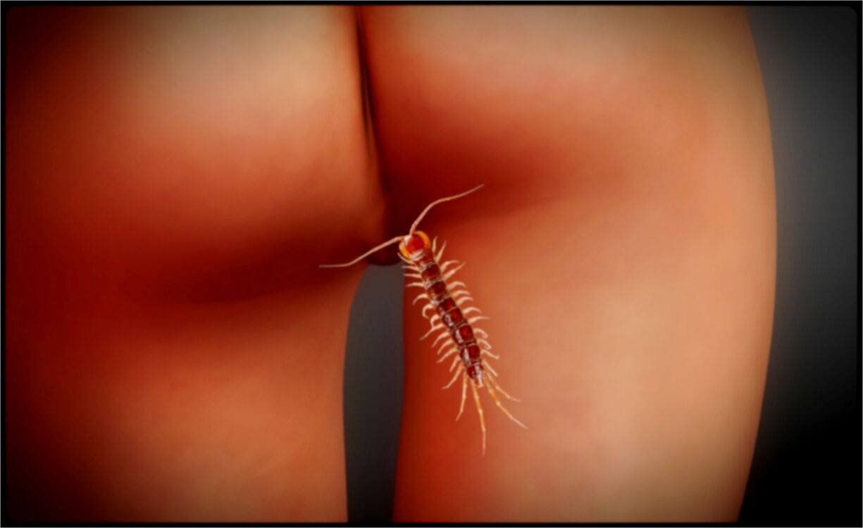 the intrepid centipede